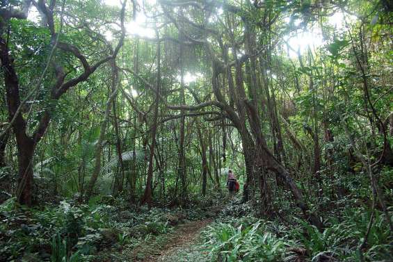Sur le sentier de la tradition