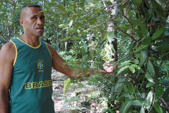 Parfum de vanille en baie de Kanuméra