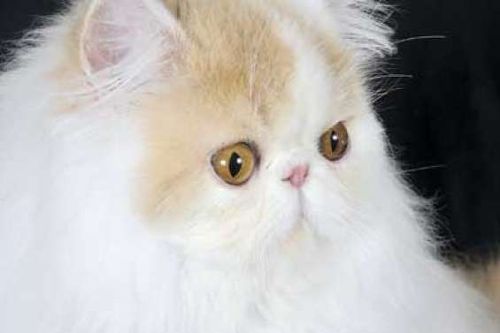 Le persan, un amour de chat