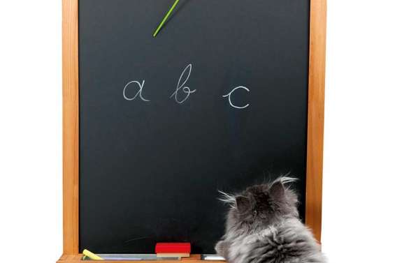 Chat échaudé craint l'eau froide