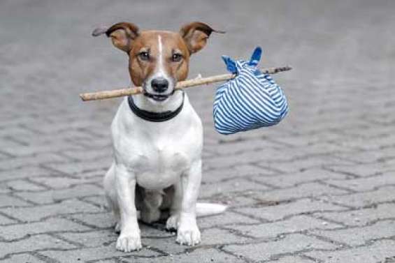 Mon chien est un fugueur