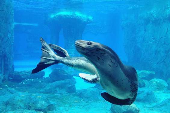 Malade, il a été euthanasié