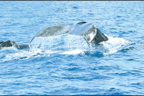 Un dictionnaire perce le mystère