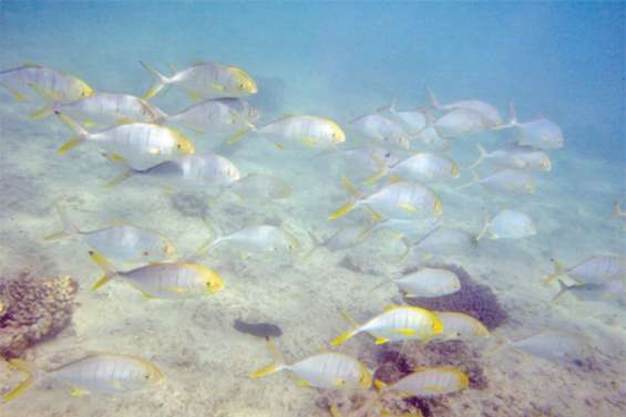 Catastrophes en chaîne