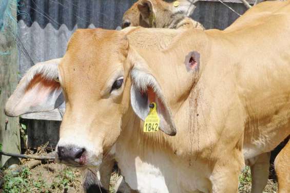 Braconnage : renvoi de l'affaire