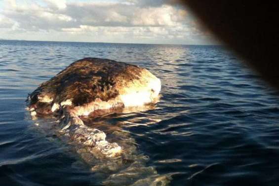 Le cadavre d'un cetacé dévoré par des requins