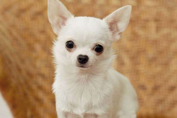 La mode des minichiens 