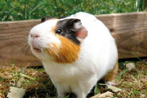 Le cochon d'Inde, un être sensible 