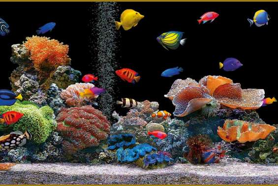Colocataires en aquarium