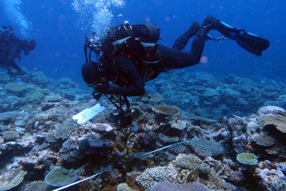 Les coraux au microscope