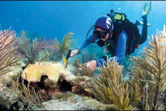 Rendre les coraux plus forts