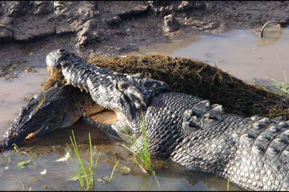 Le croco avait les crocs