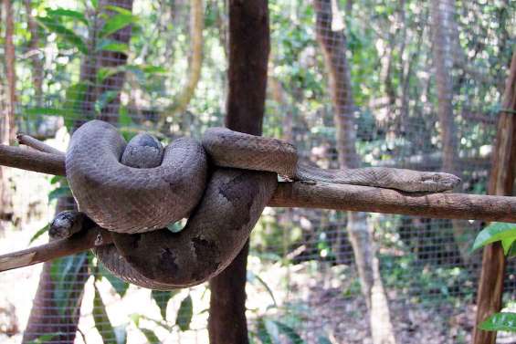 Des animaux sauvages au cœur d'une vanilleraie