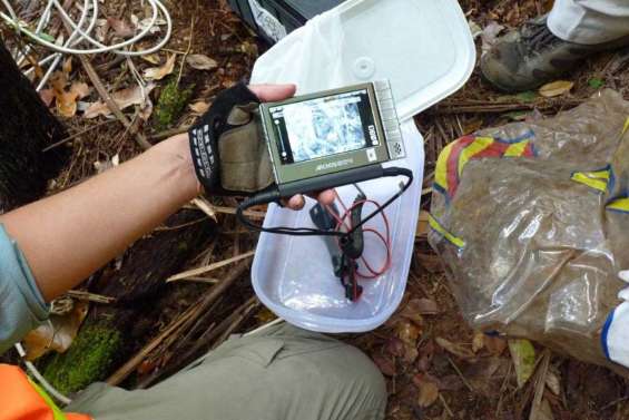 Un coucou à la fauvette