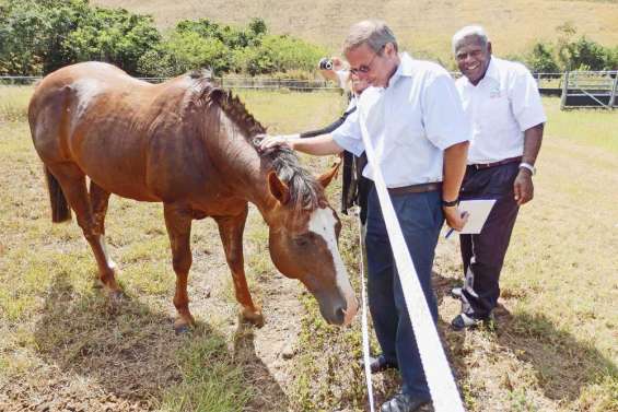 Le haussaire aux champs