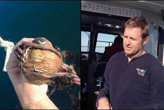 Les mollusques vont revivre