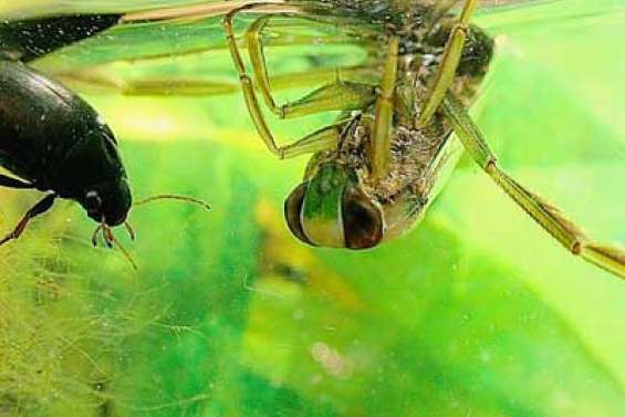 Disparition des insectes aquatiques