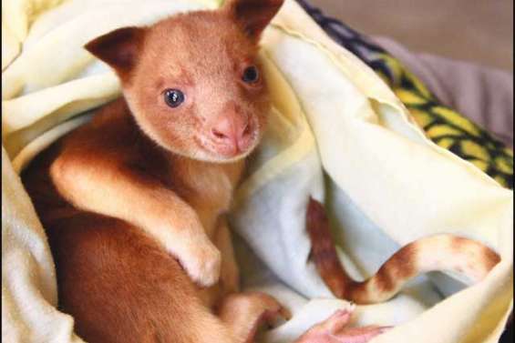 Le bébé kangourou a une maman wallaby