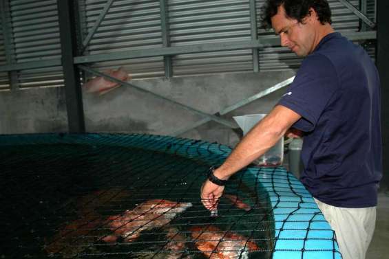 L'aquaculture mise sur le poisson