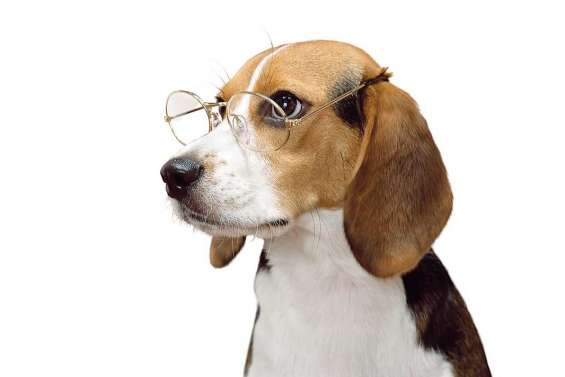 Nos animaux sont-ils myopes ?