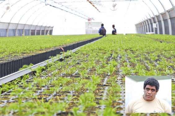 Yaté envoie du bois