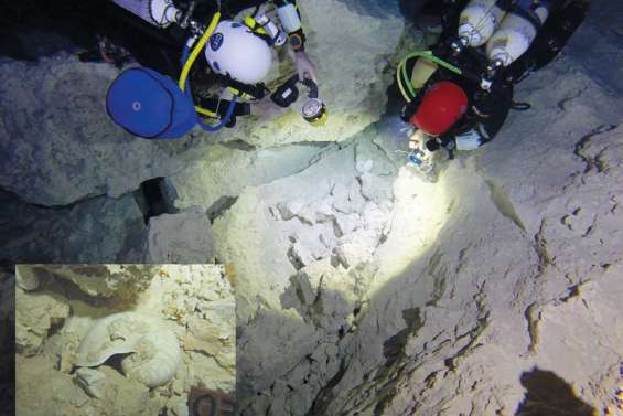 Les nautiles ont parlé