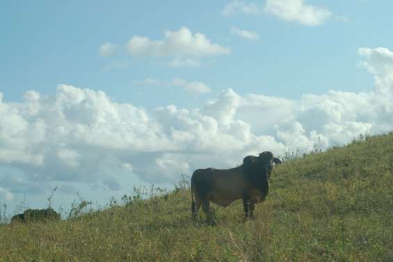 La province Sud revoit sa copie