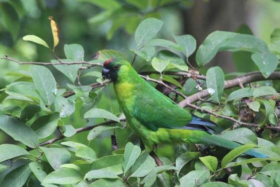 Un œil sur la perruche d'Ouvéa