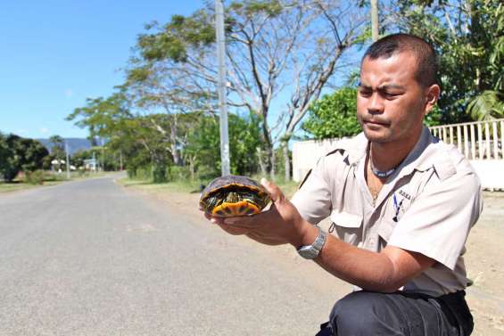 A la poursuite de la tortue illégale