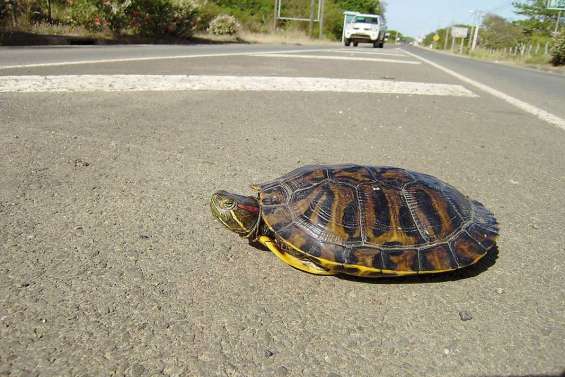 Tortue en circulation illégale