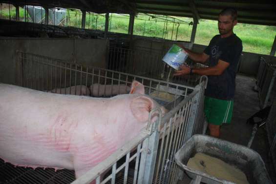 Prix du porc : 150 francs d'augmentation