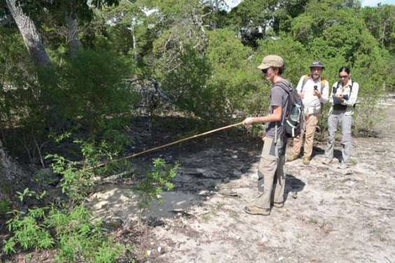 Déva abrite la plus grande colonie de Puffin Fouquet