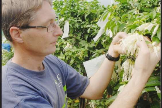 La liane royale, une star si rare