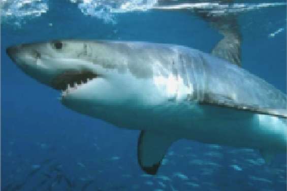 Un surfeur déchiqueté