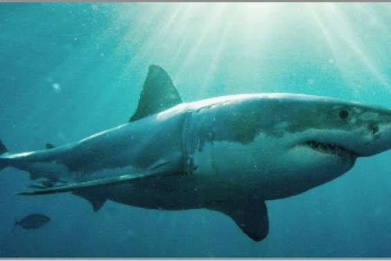 L'homme pour seul prédateur