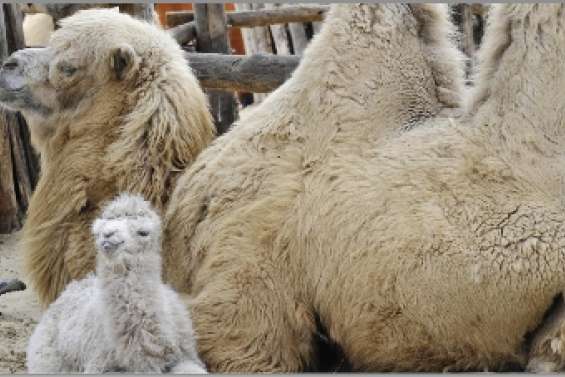 Le plus vaste  troupeau au monde