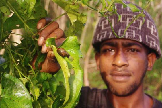 Menaces sur l'igname