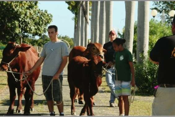 Des bovins  à l'école