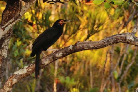 A peine retrouvé, déjà menacé
