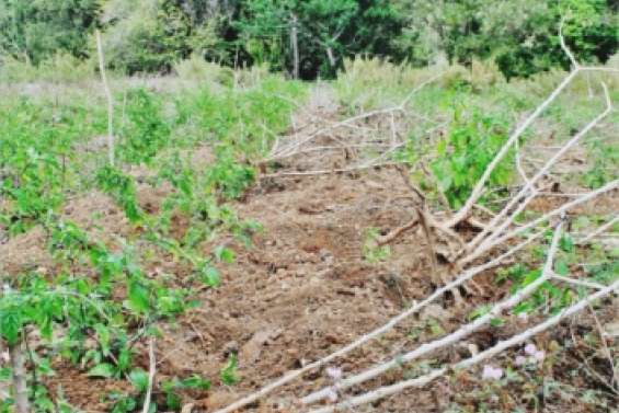 Les ravages des cochons