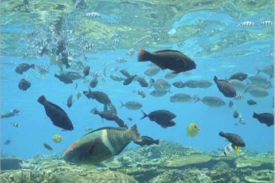 Mission paradis sauvages