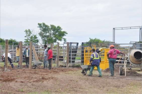 Des bêtes et des hommes