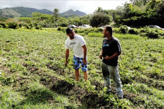 Sale temps pour les cultures
