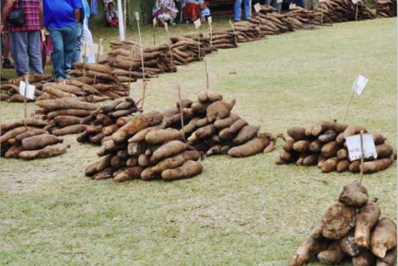 Les racines de la richesse