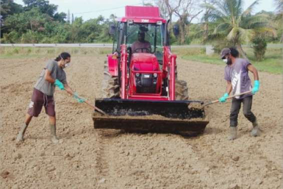 Trouver la bonne igname