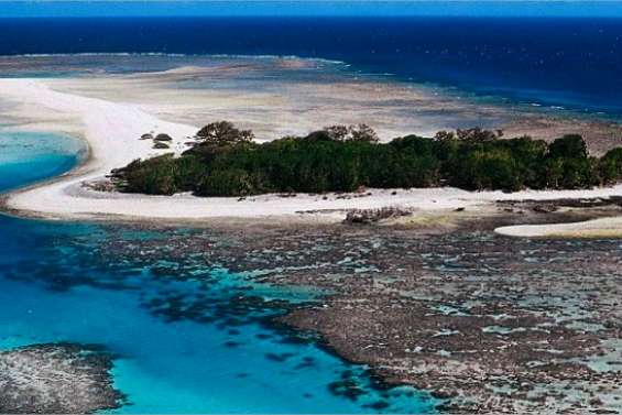 La barrière de corail se meurt