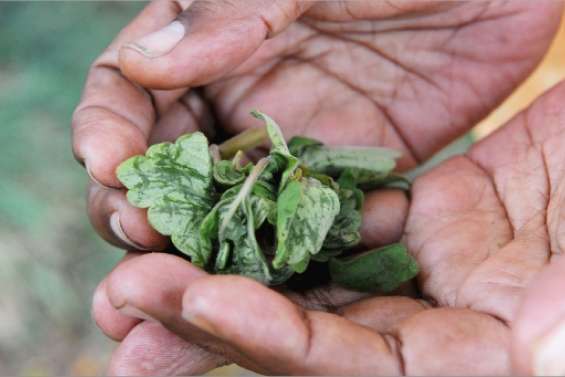 Guérisseurs en bonne santé