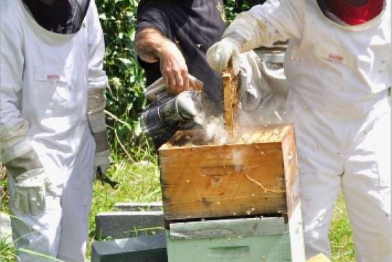 Des Tahitiens au rucher