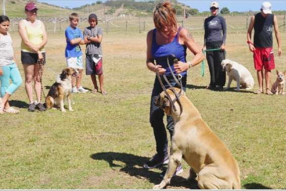 Comment tenir son chien