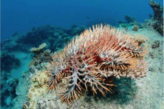 Une dévoreuse sous surveillance